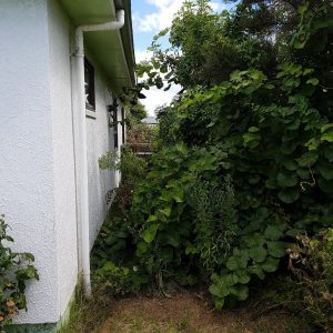 overgrown side yard
