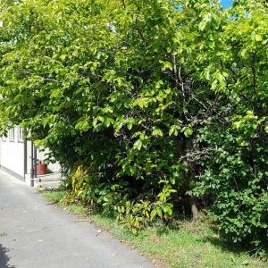 overgrown driveway