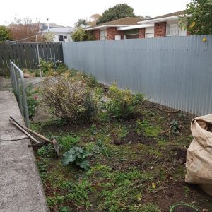 weed covered back yard