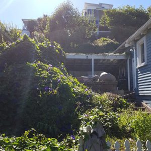 weed covered section