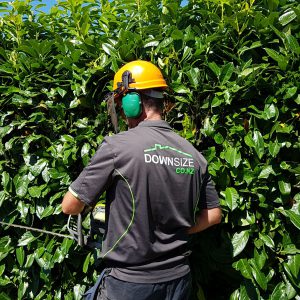 Hedge Trimming