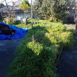 messy yard