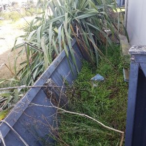 overgrown path beside car port