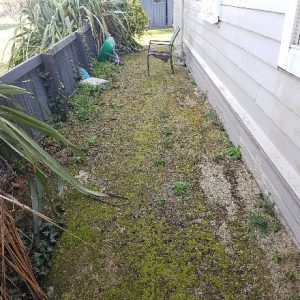 overgrown limestone path