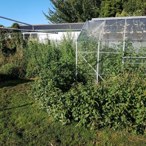 glass house with weeds