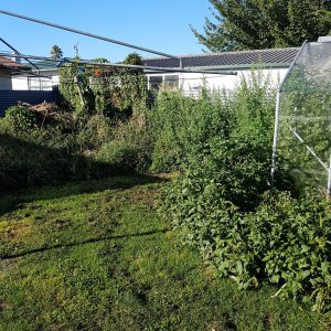 glass house in weeds
