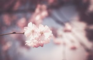 blossom